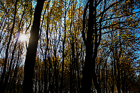 Кленовый лес | Фотограф Алёна Киркевич | foto.by фото.бай