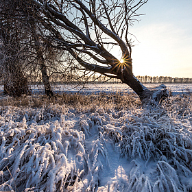 фотограф Олег Яскевич. Фотография "морозным днем."
