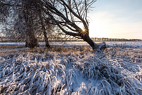 морозным днем. | Фотограф Олег Яскевич | foto.by фото.бай