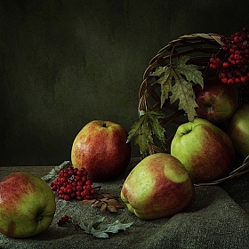 Белорусские яблочки | Фотограф Ирина Приходько | foto.by фото.бай