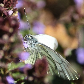 Бабочка | Фотограф Александр Денисов | foto.by фото.бай