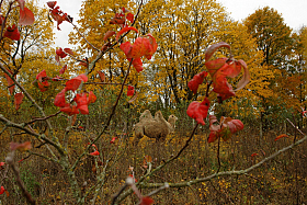 Осенняя прогулка | Фотограф Сергей Тарасюк | foto.by фото.бай