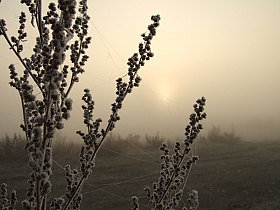 Туманным утром | Фотограф Виктор Позняков | foto.by фото.бай