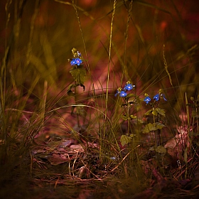 фотограф Сергей Кондрачук. Фотография "В траве...."