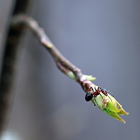 фотограф Андрей Марцинкевич. Фотография "Весна пришла!"