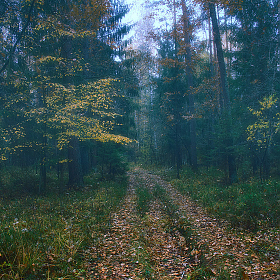 Лес, дорога, осень... | Фотограф Стас Аврамчик | foto.by фото.бай