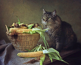 Про любителей кукурузы | Фотограф Ирина Приходько | foto.by фото.бай