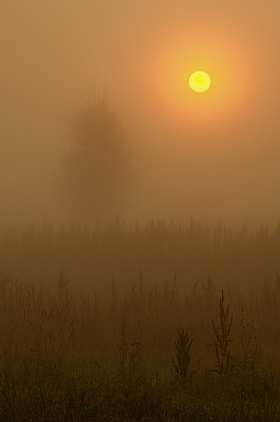 Ёжик в тумане | Фотограф Андрей Величкевич | foto.by фото.бай