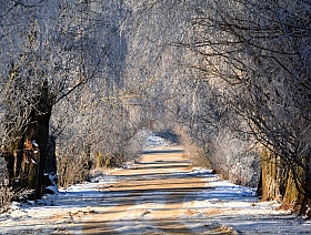 Аллея зимняя | Фотограф Анастасия Ситько | foto.by фото.бай