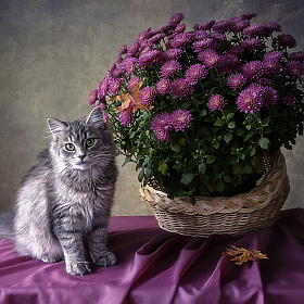 Мой любимый куст хризантем расцвел | Фотограф Ирина Приходько | foto.by фото.бай