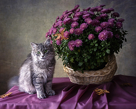 Мой любимый куст хризантем расцвел | Фотограф Ирина Приходько | foto.by фото.бай
