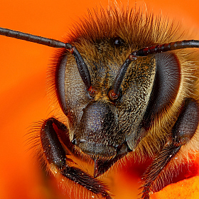 фотограф Андрей Шаповалов. Фотография "Пчелка"