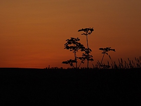 закат | Фотограф Bina Sokolowskaja | foto.by фото.бай