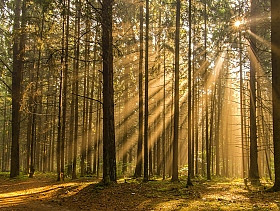 утро в лесу | Фотограф Александр Есликов | foto.by фото.бай