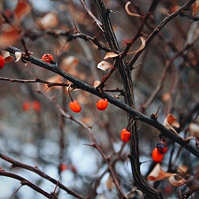 фотограф Анастасия Горегляд. Фотография "зимние ягоды"