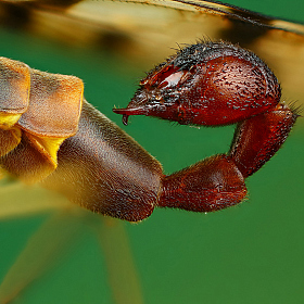 Скорпионницы хвост | Фотограф Андрей Шаповалов | foto.by фото.бай