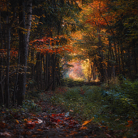Осень в лесу | Фотограф Сергей Шабуневич | foto.by фото.бай