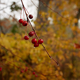 фотограф Hanna Bykovskaya. Фотография "Осенние ягодки"
