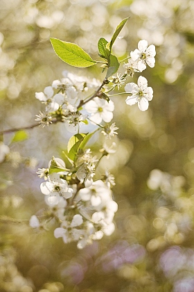 золотая весна | Фотограф Свирепа Таня | foto.by фото.бай