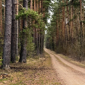 фотограф Ольга Бородина. Фотография "Весенний лес"
