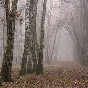 Туман в городском саду | Фотограф Александр Плеханов | foto.by фото.бай
