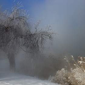 Холодное утро | Фотограф Алексей Рыльский | foto.by фото.бай