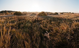 Янтарной росой | Фотограф Андрей Семенков | foto.by фото.бай