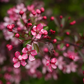 Альбом "Цветы, растения" | Фотограф Александр Шиляев | foto.by фото.бай