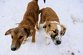 Работа фотографа Дмитрий Гусалов