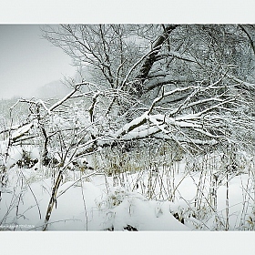 Спят в снегу речные ивы... | Фотограф Диана Буглак-Диковицкая | foto.by фото.бай