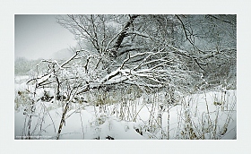Спят в снегу речные ивы... | Фотограф Диана Буглак-Диковицкая | foto.by фото.бай