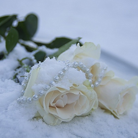 фотограф Алеся Пушнякова. Фотография "Жемчужно-снежные розы"