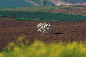 Одинокое дерево | Фотограф Юрий Шимаковский | foto.by фото.бай