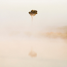 фотограф Алексей Шандалин. Фотография "Сосна в тумане"