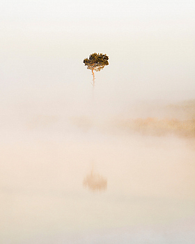 Сосна в тумане | Фотограф Алексей Шандалин | foto.by фото.бай