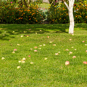 Спелые яблоки в траве | Фотограф Александр Светогор | foto.by фото.бай
