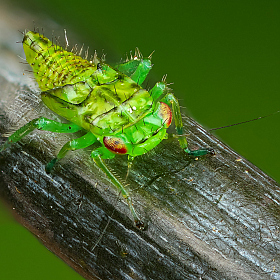 Личинка цикадки