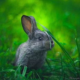 фотограф Andrew Shokhan. Фотография "Кролики - это не только ценный мех!"