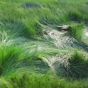 Зеленые виражи | Фотограф ARIGAMI ART | foto.by фото.бай