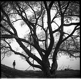 старое дерево | Фотограф Виктория Ракитская | foto.by фото.бай