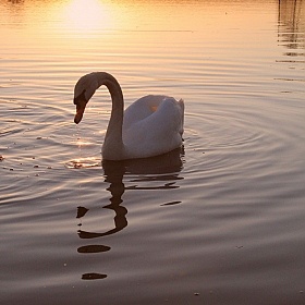 фотограф Алёна Моисеенко. Фотография "Белый лебедь"