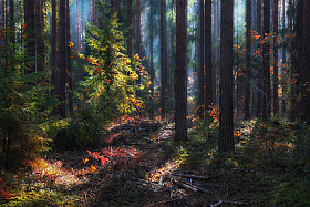 Краски осеннего леса | Фотограф Сергей Шабуневич | foto.by фото.бай
