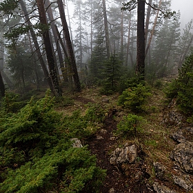фотограф Александр Плеханов. Фотография "В тумане леса"