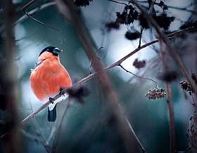 Символ зимы) | Фотограф Irina Osm | foto.by фото.бай