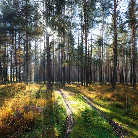 Утро в лесу | Фотограф Стас Аврамчик | foto.by фото.бай