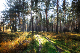 Утро в лесу | Фотограф Стас Аврамчик | foto.by фото.бай