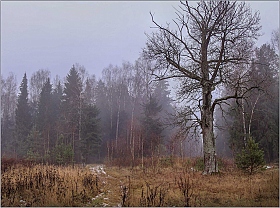Одинокий дуб | Фотограф Елена Ерошевич | foto.by фото.бай
