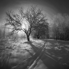 Зимние тени | Фотограф Сергей Шляга | foto.by фото.бай