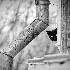 фотограф Анатолий Адуцкевич. Фотография "...черный кот за углом"