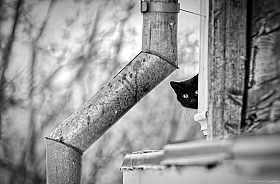 ...черный кот за углом | Фотограф Анатолий Адуцкевич | foto.by фото.бай